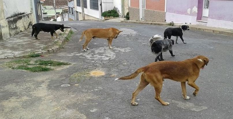 Aprovado Projeto de Lei que trata do manejo e o do controle de zoonoses em Ponte Nova