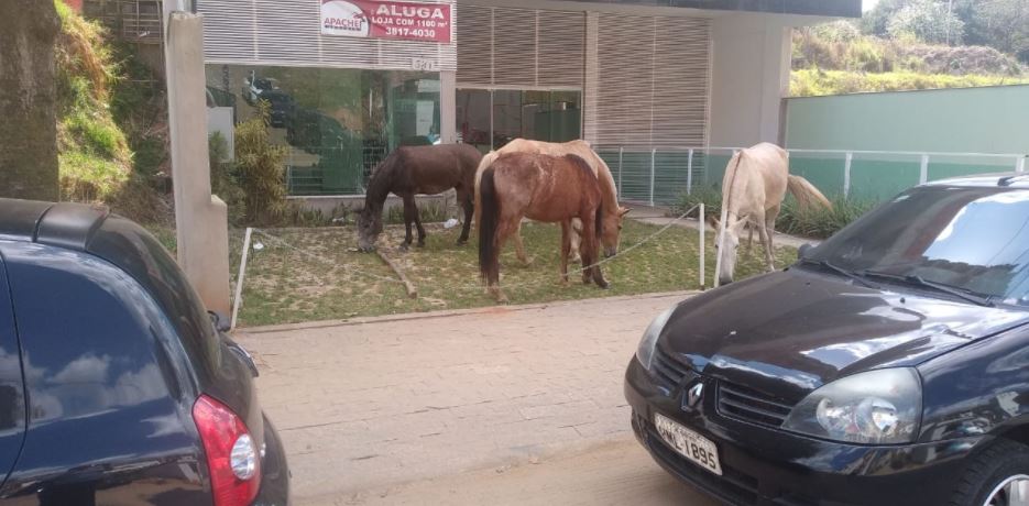 Presença constante de animais nas ruas é debate antigo na Câmara