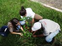 Projeto obriga plantio de árvores por instituições de ensino e empreendimentos