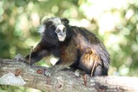 Sagui-da-serra-escuro é declarado patrimônio da biodiversidade de Ponte Nova